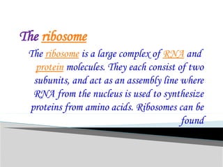 The ribosome
The ribosome is a large complex of RNA and
protein molecules. They each consist of two
subunits, and act as an assembly line where
RNA from the nucleus is used to synthesize
proteins from amino acids. Ribosomes can be
found
 