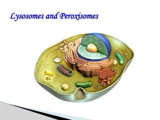 Lysosomes and Peroxisomes
 