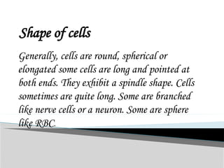Shape of cells
Generally, cells are round, spherical or
elongated some cells are long and pointed at
both ends. They exhibit a spindle shape. Cells
sometimes are quite long. Some are branched
like nerve cells or a neuron. Some are sphere
like RBC.
 