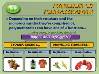  Depending  on their structure and the
  monosaccharides they’re comprised of,
  polysacchardies can have one of 2 functions…
               …storing energy or providing structure!
                FAMOUS POLYSACCHARIDES

    STORING ENERGY...              PROVIDING STRUCTURE...

In plants...   In animals....      In plants...      In animals...
 