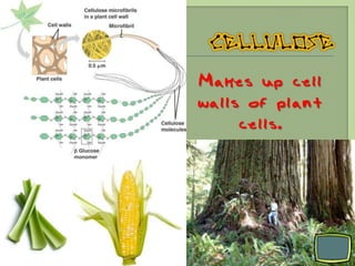 Makes up cell
walls of plant
     cells.
 