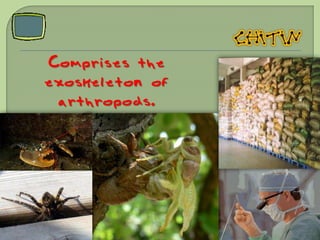 Comprises the
exoskeleton of
 arthropods.
 