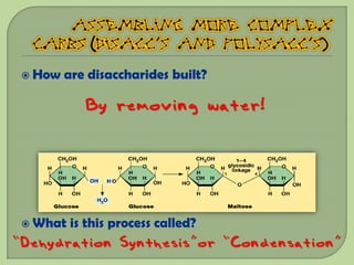 How   are disaccharides built?

            By removing water!




  What   is this process called?
“Dehydration Synthesis”or “Condensation”
 