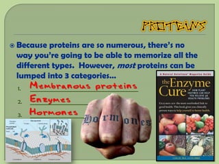  Because proteins are so numerous, there’s no
 way you’re going to be able to memorize all the
 different types. However, most proteins can be
 lumped into 3 categories…
 1.   Membranous proteins
      _____________________________________
 2.   Enzymes
      _____________________________________
 3.   Hormones
      _____________________________________
 