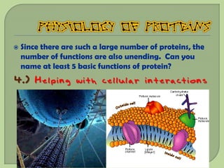    Since there are such a large number of proteins, the
    number of functions are also unending. Can you
    name at least 5 basic functions of protein?
4.) Helping with cellular interactions
 
