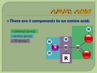  There   are 3 components to an amino acid:

  carboxyl group
  amino group
  “R-group”
 