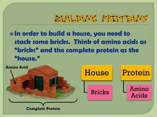  In order to build a house, you need to
   stack some bricks. Think of amino acids as
   “bricks” and the complete protein as the
   “house.”
Amino Acid
                            House     Protein
                                       Amino
                             Bricks
                                       Acids
         Complete Protein
 