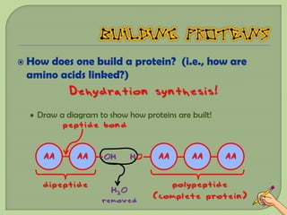  Howdoes one build a protein? (i.e., how are
 amino acids linked?)
            Dehydration synthesis!
  • Draw a diagram to show how proteins are built!
          peptide bond


     AA       AA     OH     HO     AA       AA       AA


     dipeptide                       polypeptide
                      H2O
                    removed       (complete protein)
 