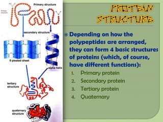  Depending  on how the
 polypeptides are arranged,
 they can form 4 basic structures
 of proteins (which, of course,
 have different functions):
  1. Primary protein
  2. Secondary protein
  3. Tertiary protein
  4. Quaternary
 