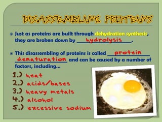    Just as proteins are built through dehydration synthesis,
                                   hydrolysis
    they are broken down by ______________________.

                                               protein
    This disassembling of proteins is called _________________
     denaturation
    _____________________ and can be caused by a number of
    factors, including…
1.) heat
2.) acids/bases
3.) heavy metals
4.) alcohol
5.) excessive sodium
 