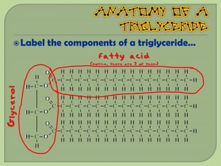  Label   the components of a triglyceride…
                         fatty acid
                        (notice, there are 3 of them)
Glycerol
 