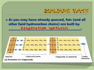  Asyou may have already guessed, fats (and all
 other lipid hydrocarbon chains) are built by
         dehydration synthesis
 ___________________________________________.
 