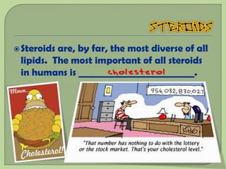  Steroidsare, by far, the most diverse of all
 lipids. The most important of all steroids
                      cholesterol
 in humans is _________________________.
 