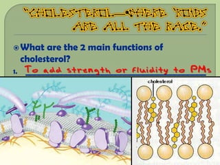  What  are the 2 main functions of
  cholesterol?
1. To add strength or fluidity to PMs
   ________________________________________
 