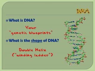  What   is DNA?
        Your
 “genetic blueprints”
 What   is the shape of DNA?

     Double Helix
  (“winding ladder”)
 