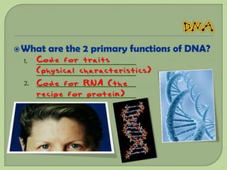  What   are the 2 primary functions of DNA?
 1. Code for traits
    ____________________________
    (physical characteristics)
    ____________________________
    ____________________________
 2. Code for RNA (the
    recipe for protein)
    ____________________________
 