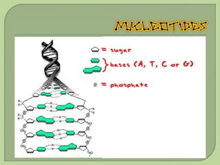 = sugar

  bases (A, T, C or G)

= phosphate
 