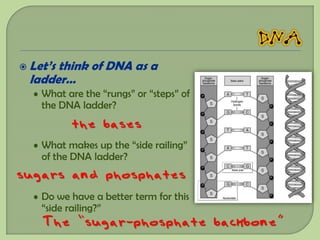  Let’s
      think of DNA as a
 ladder…
  • What are the “rungs” or “steps” of
    the DNA ladder?
           the bases
  • What makes up the “side railing”
    of the DNA ladder?
sugars and phosphates
  • Do we have a better term for this
    “side railing?”
    The “sugar-phosphate backbone”
 