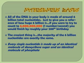    All of the DNA in your body is made of around 6
    billion total nucleotides. Just to give you a refer-
    ence of how huge 6 billion is…if you were to try to
    count to 6,000,000,000 (1 number/second) you
    would finish by roughly your 208th birthday
   The craziest thing is…the majority of the 6 billion
    nucleotides are exactly the same.
   Every single nucleotide is made up of an identical
    molecule of deoxyribose sugar and an identical
    molecule of phosphate
 