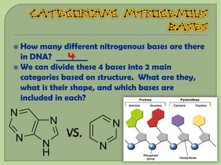  How  many different nitrogenous bases are there
  in DNA? ________
               4
 We can divide these 4 bases into 2 main
  categories based on structure. What are they,
  what is their shape, and which bases are
  included in each?



             VS.
 