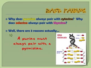    Why does         always pair with         ? Why
    does         always pair with         ?

   Well, there are 3 reasons actually…
    1.)
         A purine must
       always pair with a
           pyrmidine.
 