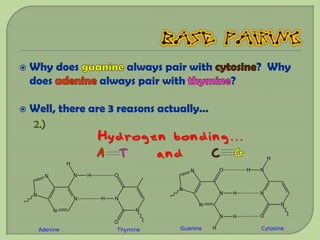    Why does         always pair with         ? Why
    does         always pair with         ?

   Well, there are 3 reasons actually…
    2.)
                 Hydrogen bonding…
                        and
 
