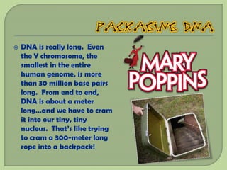    DNA is really long. Even
    the Y chromosome, the
    smallest in the entire
    human genome, is more
    than 30 million base pairs
    long. From end to end,
    DNA is about a meter
    long…and we have to cram
    it into our tiny, tiny
    nucleus. That’s like trying
    to cram a 300-meter long
    rope into a backpack!
 
