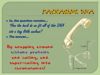    So, the question remains…
    *How the heck do we fit all of this DNA
    into a tiny little nucleus?
   The answer…


By wrapping around
  histone proteins
  and coiling, and
 super-coiling into
    chromosomes!
 