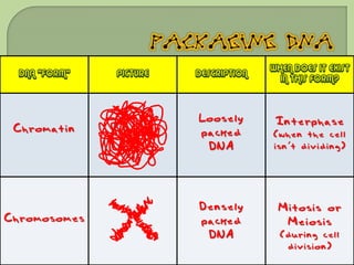 WHEN DOES IT EXIST
  DNA “FORM”   PICTURE   DESCRIPTION
                                         IN THIS FORM?



                         Loosely        Interphase
 Chromatin               packed        (when the cell
                          DNA          isn’t dividing)




                         Densely        Mitosis or
Chromosomes              packed          Meiosis
                          DNA            (during cell
                                          division)
 