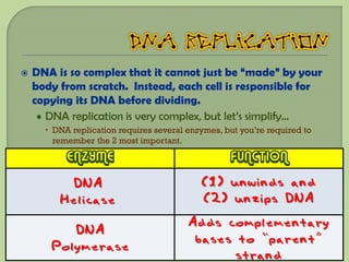    DNA is so complex that it cannot just be “made” by your
    body from scratch. Instead, each cell is responsible for
    copying its DNA before dividing.
     • DNA replication is very complex, but let’s simplify…
       DNA replication requires several enzymes, but you’re required to
        remember the 2 most important.
           ENZYME                                  FUNCTION
          DNA                               (1) unwinds and
         Helicase                           (2) unzips DNA
                                         Adds complementary
          DNA
                                          bases to “parent”
       Polymerase
                                                strand
 