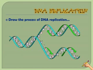  Draw   the process of DNA replication…
 