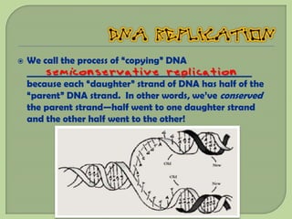    We call the process of “copying” DNA
        semiconservative replication
    __________________________________________________
    because each “daughter” strand of DNA has half of the
    “parent” DNA strand. In other words, we’ve conserved
    the parent strand—half went to one daughter strand
    and the other half went to the other!
 