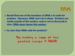    Recall that one of the functions of DNA is to code for
    proteins. However, DNA can’t do it alone. Proteins are
    made outside of the nucleus, and as we’ve discussed in
    class, DNA never leaves the nucleus.

   So, how does DNA code for proteins?

            By making a copy of the
             protein recipe = RNA!
 