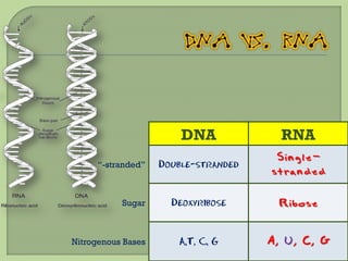 DNA             RNA
                                       Single-
      “-stranded”   Double-stranded
                                      stranded

           Sugar      Deoxyribose      Ribose


Nitrogenous Bases      A,T, C, G      A, U, C, G
 