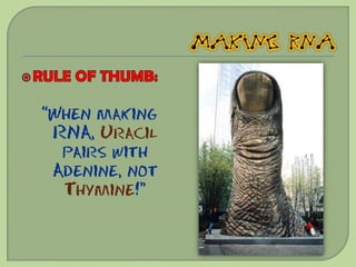 “When making
 RNA, Uracil
  pairs with
 Adenine, not
  Thymine!”
 