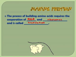  Theprocess of building amino acids requires the
 cooperation of _______ and __________________
                  RNA           ribosomes
                  translation
 and is called __________________.
 