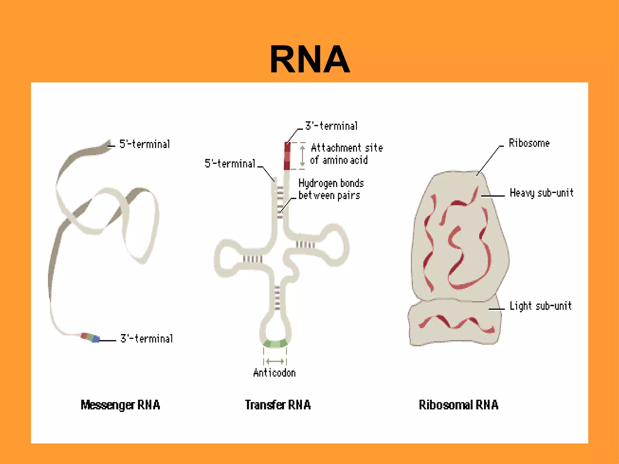 RNA
 