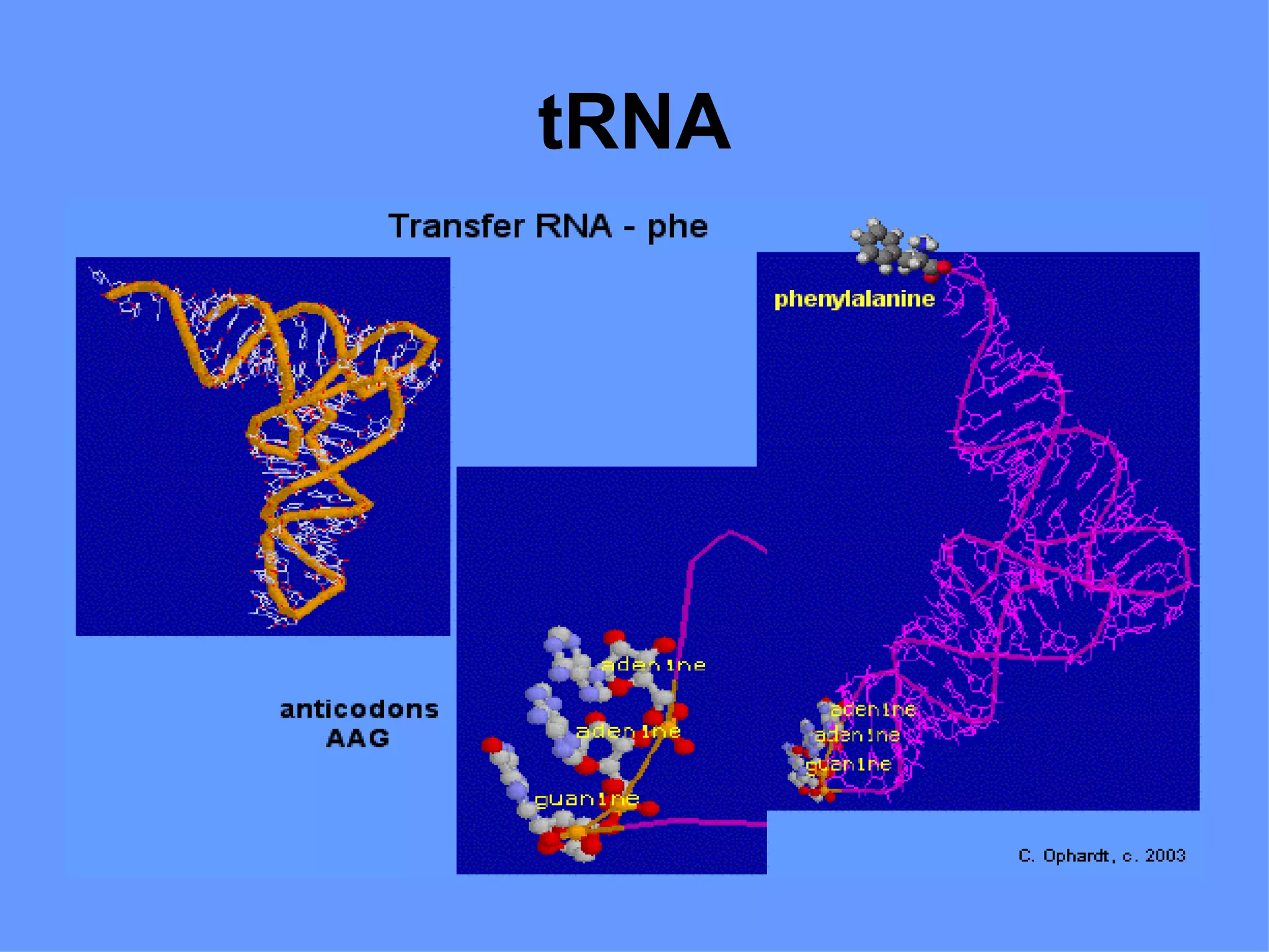 tRNA
 