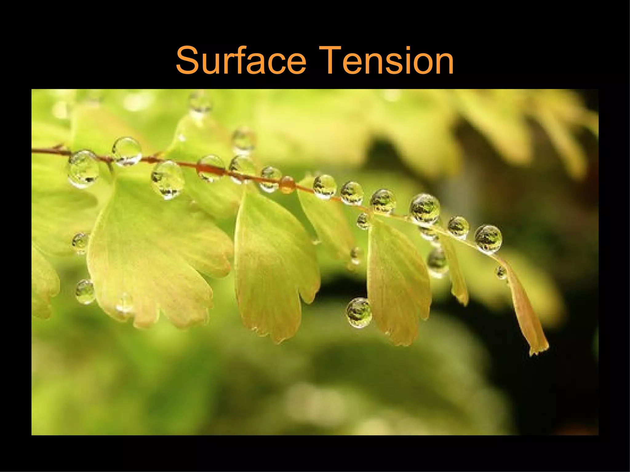 Surface Tension
 