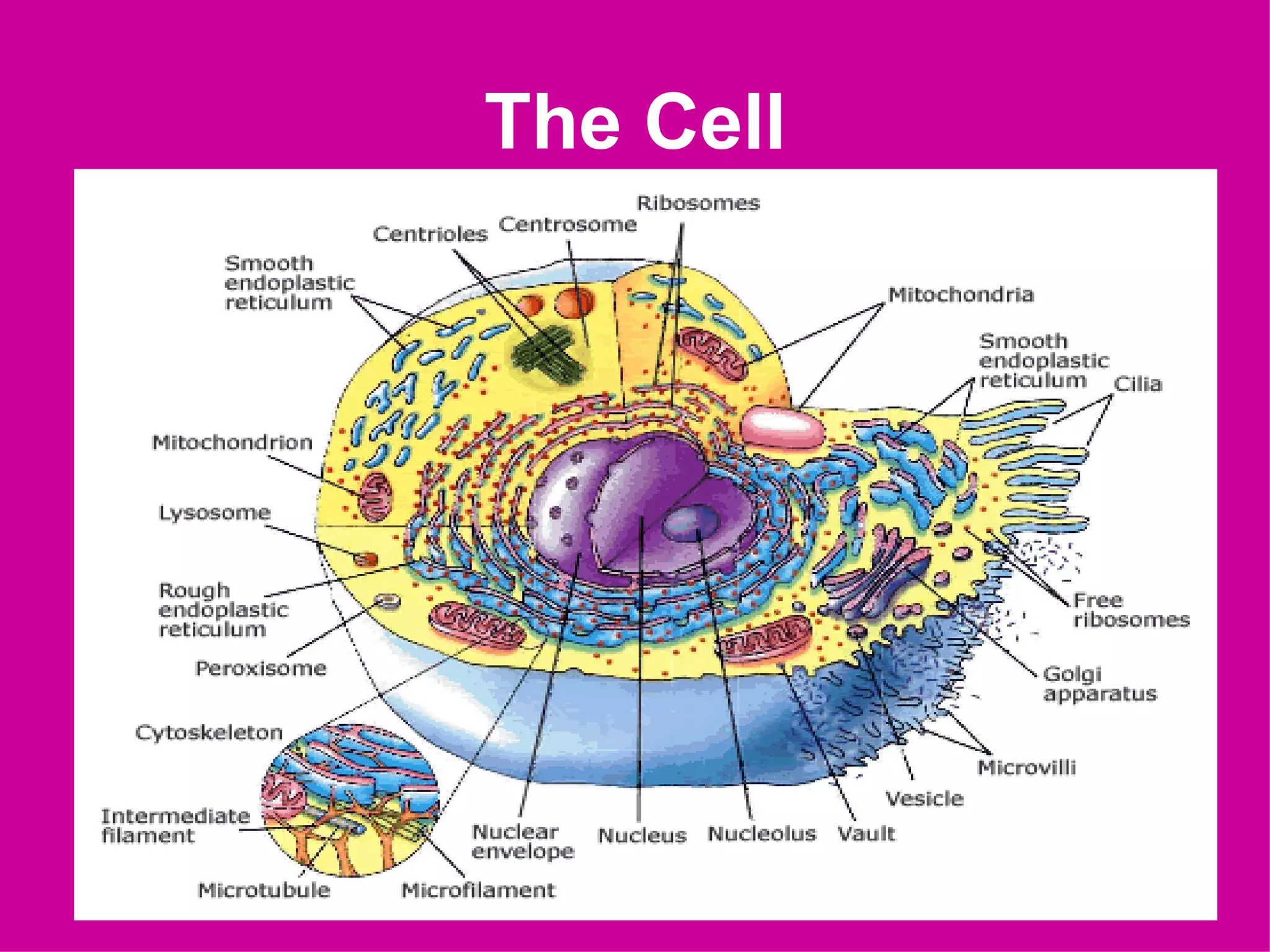The Cell
 