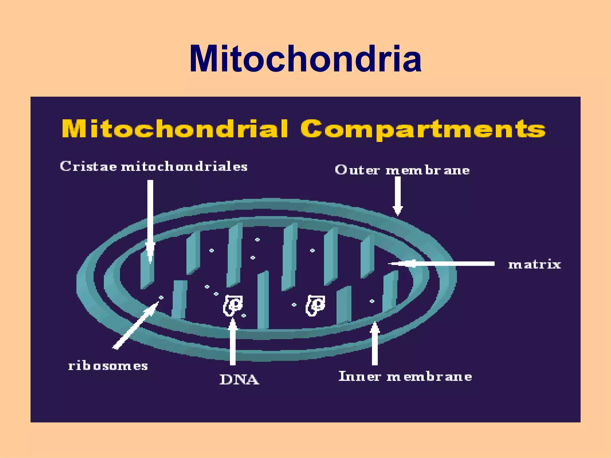 Mitochondria
 