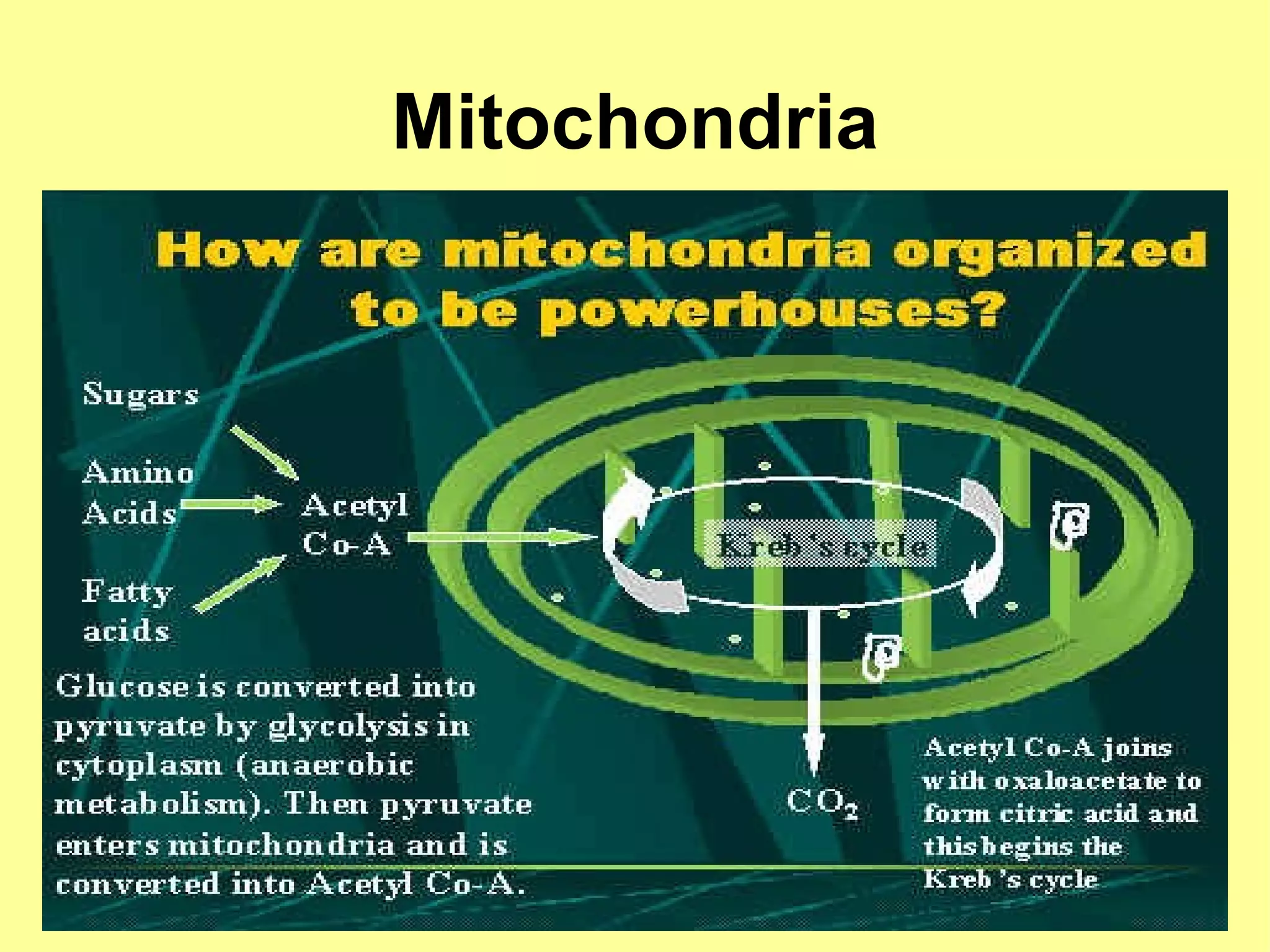 Mitochondria
 