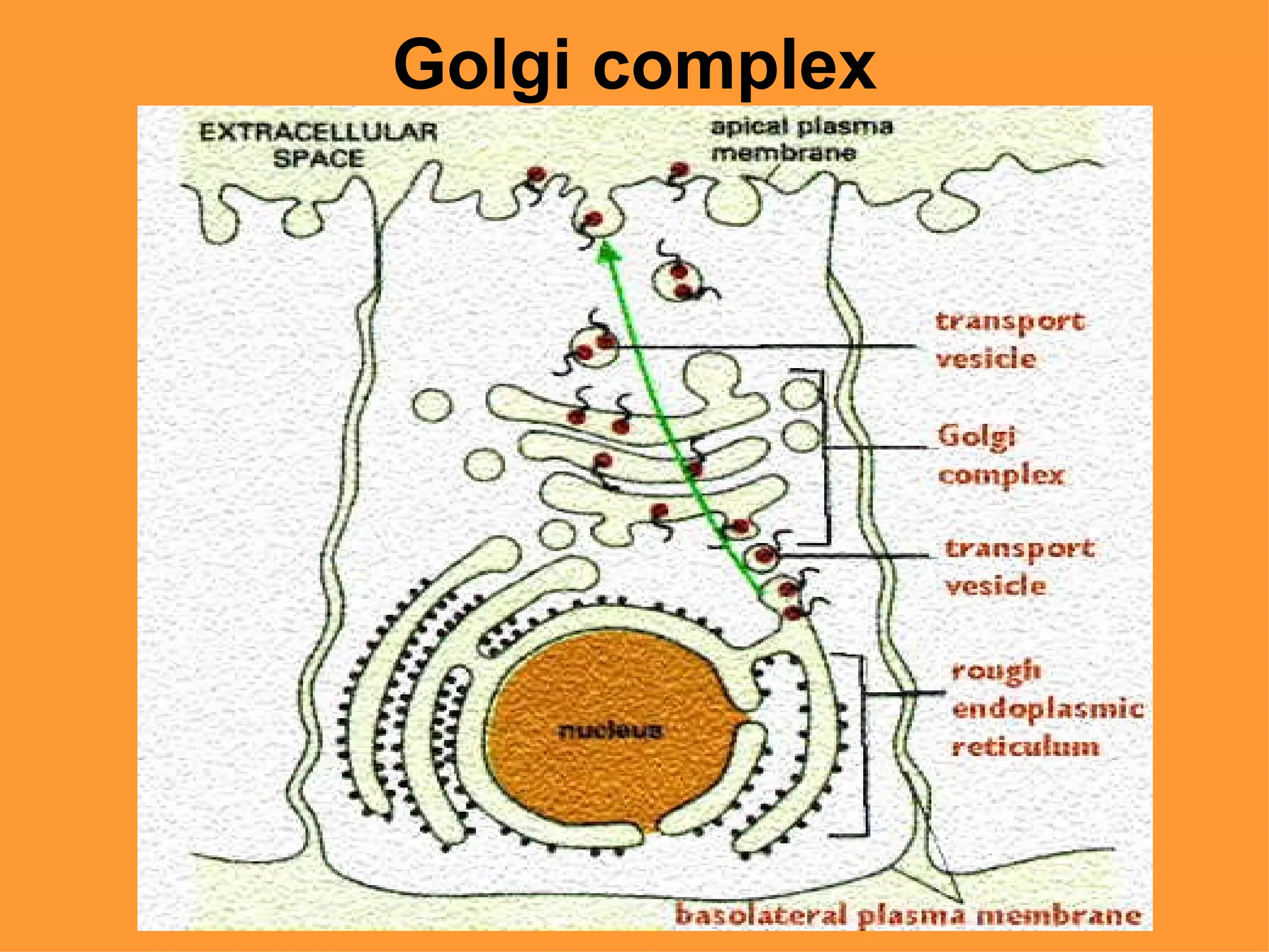 Golgi complex
 