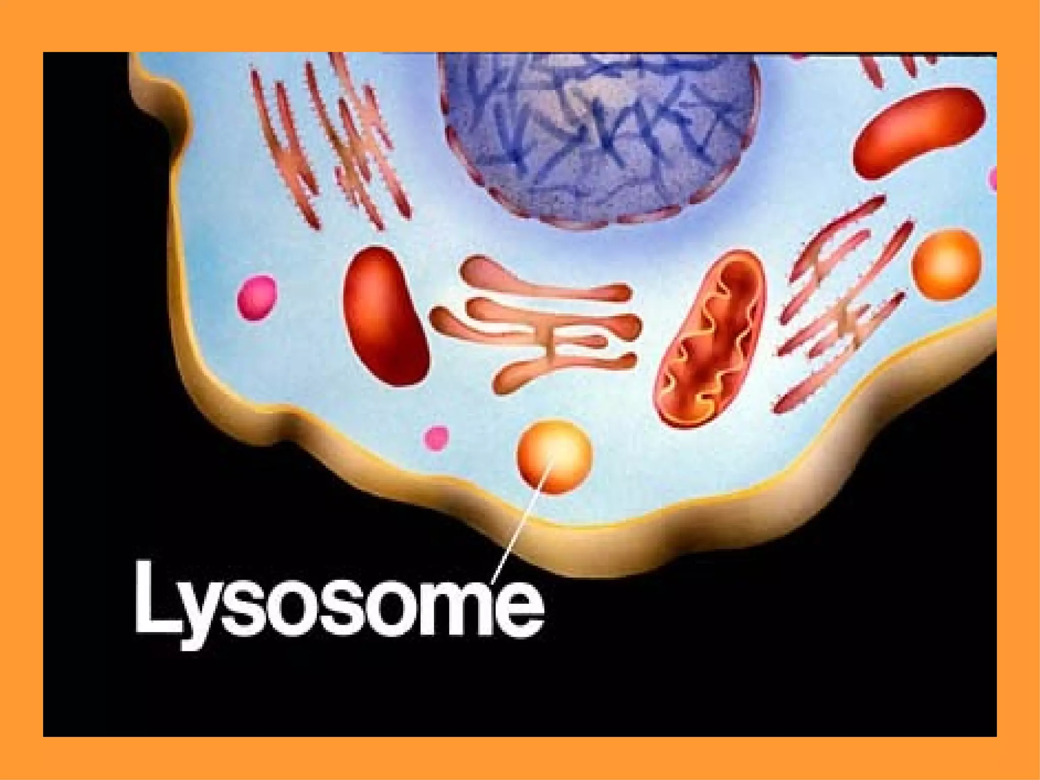 Lysosomes
 