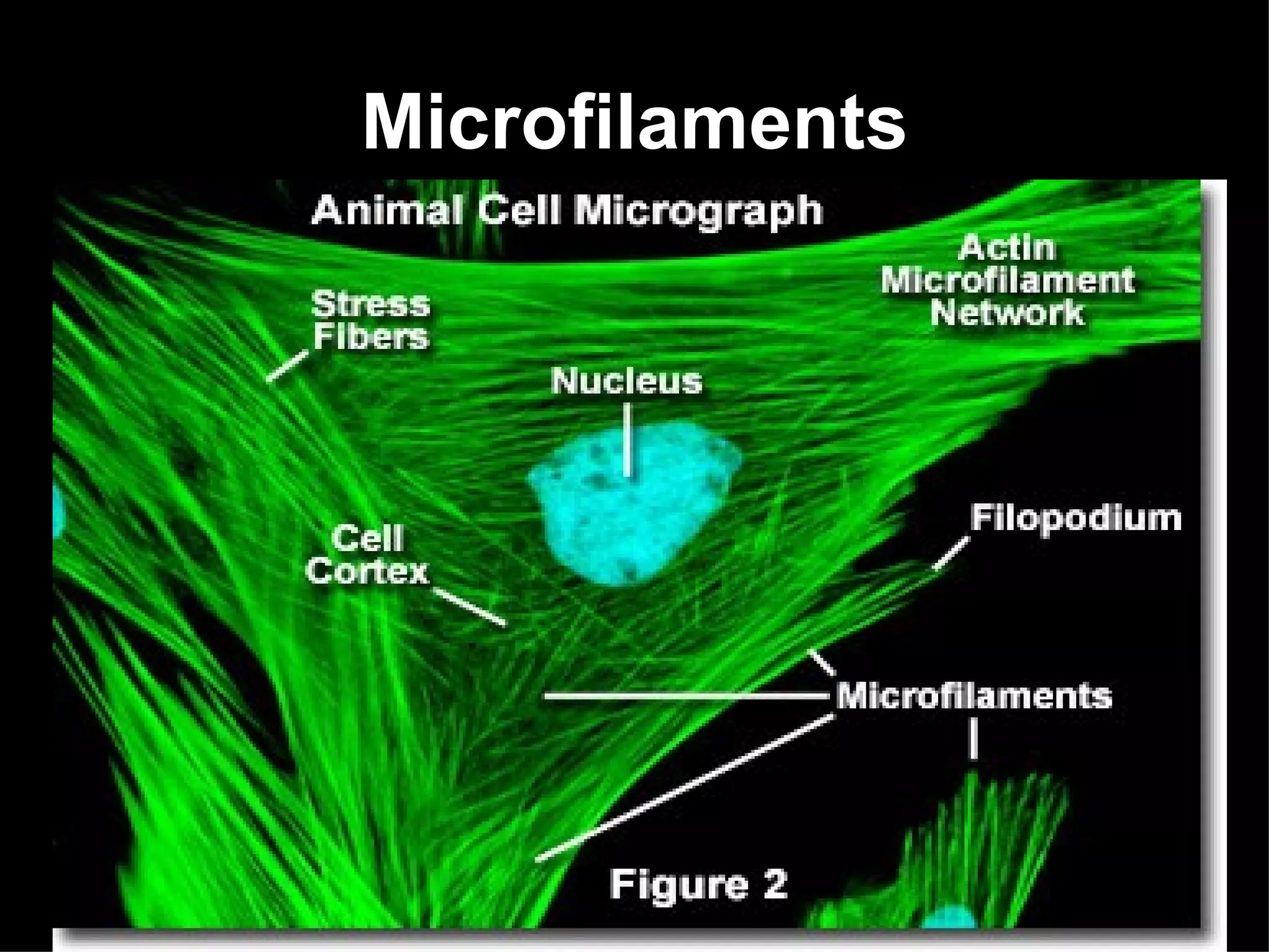 Microfilaments
 