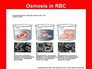 Osmosis in RBC
 