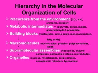 Hierarchy in the Molecular
        Organization of Cells
 Precursors from the environment (CO , H O,          2   2
                              ammonia, nitrogen)
 Metabolic intermediates – (puruvate, citrate, malate,
                              glyceraldehyde-3-phosphate)
 Building blocks (nucleotides, amino acids, monosaccharides,
                               fatty acids)
 Macromolecules (nucleic acids, proteins, polysaccharides,
                               lipids)
 Supramolecular assemblies (ribosomes, enzyme
                      complexes, contractile systems, microtubules)
 Organelles (nucleus, mitochondria, golgi complex,
                      endoplasmic reticulum, lysosomes)
 