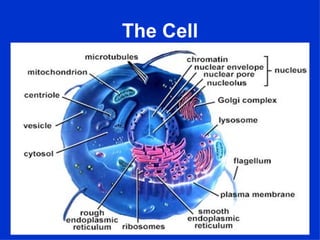 The Cell
 