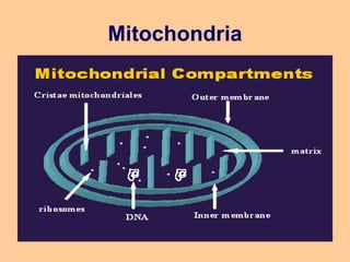 Mitochondria
 