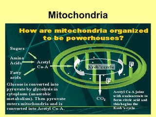 Mitochondria
 